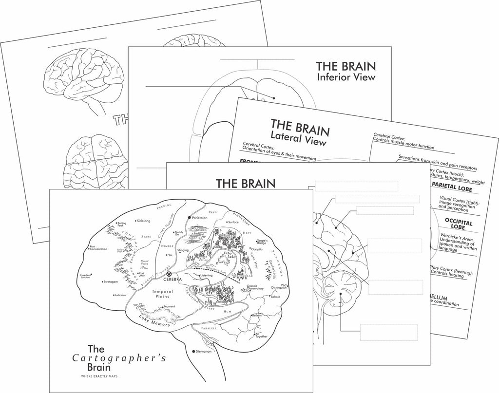 The Brain as a Map - and detailed learning the brain worksheets