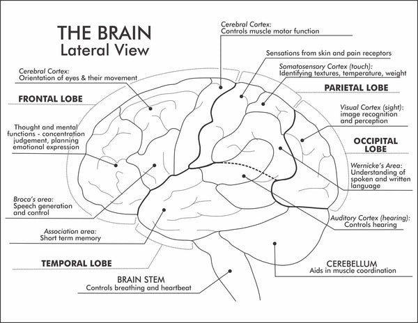 The Lateral view of the brain labelled diagram by Where Exactly Maps