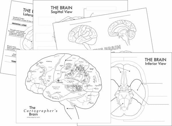 Preview pages of learning worksheets about the brain. Includes the brain imagined as a map colouring page by Where Exactly Maps