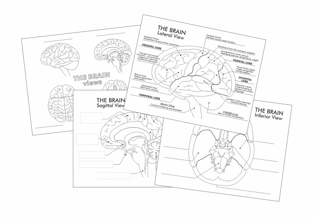 Details 102+ brain sketch with label latest