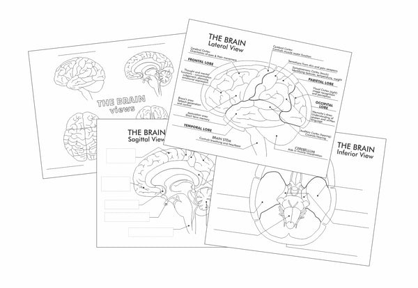 Preview of fill in the blank and cut and paste worksheets on the brain by Where Exactly Maps